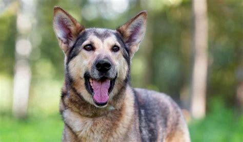 husky german shepard|More.